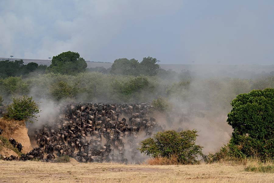 Private Safari Travel foto